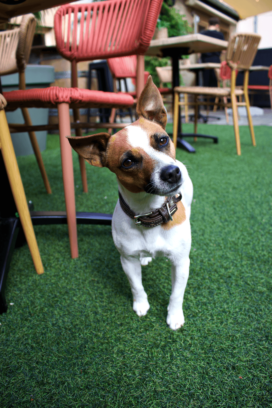 Le chien de la maison sur la terrasse